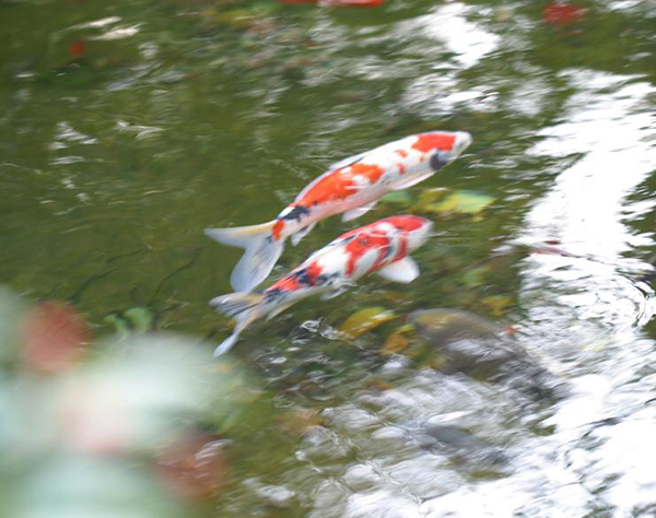 中庭・鯉の遊ぶ池