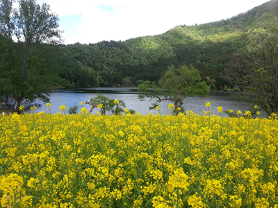 千曲川周辺に広がる黄色の絨毯