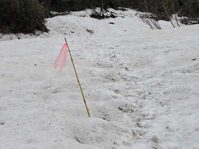 雪の上に立つ道案内のピンクのテープ