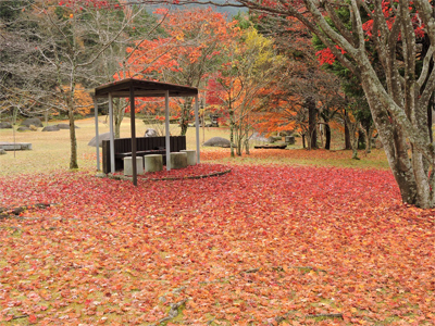 木曽／紅葉の絨毯