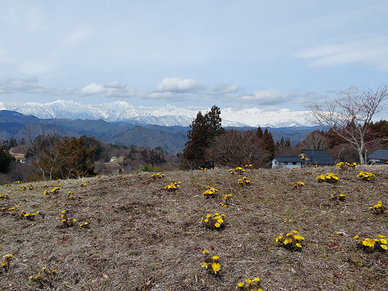 雪の北アルプスと黄色い福寿草