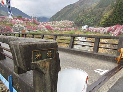 南信州の「はなもも街道」