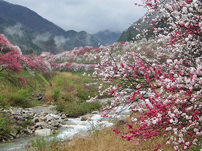 色が雨に映える花桃の絶景