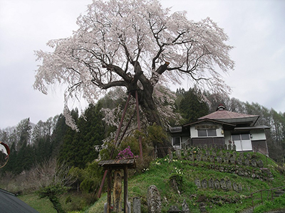 長野市鬼無里「高橋のしだれ桜」