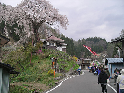 長野市鬼無里「高橋のしだれ桜」