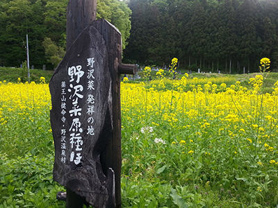 野沢菜原種の看板