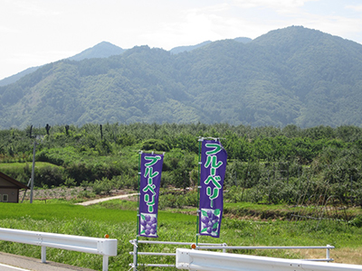 歴史館から市街地に戻る走路沿いにはブルーベリー農園があります