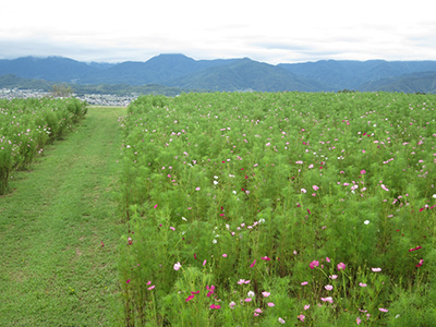 上田市塩田のコスモス園