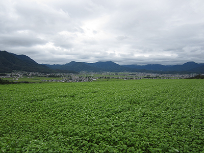 蕎麦畑の緑の絨毯