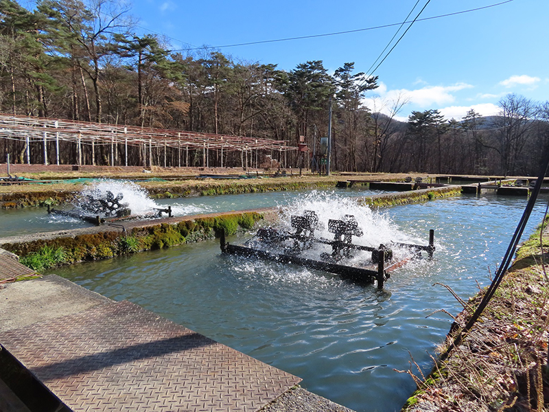 養魚場