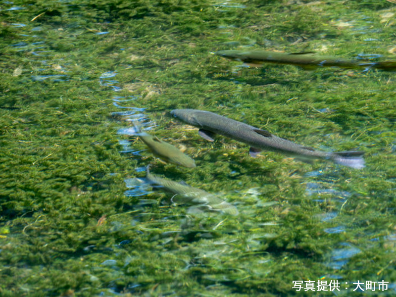 いけすの中を泳ぐ魚