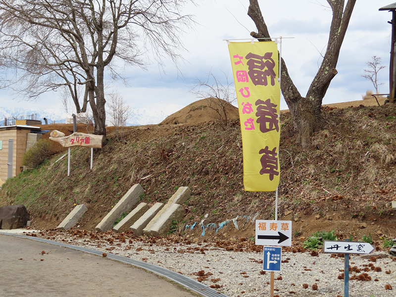 「大岡ひなた福寿草まつり」の駐車場