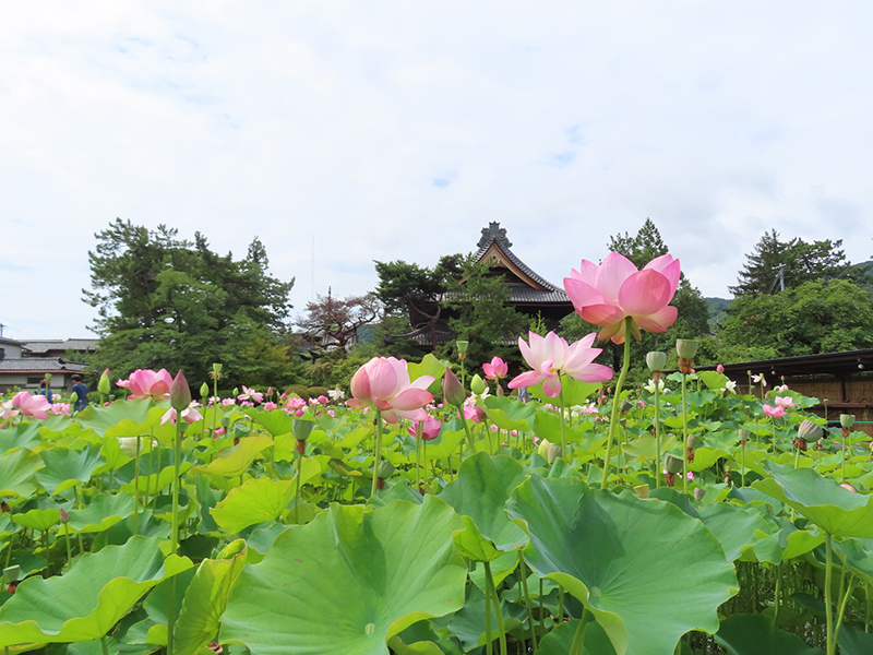 蓮で有名な信濃国分寺