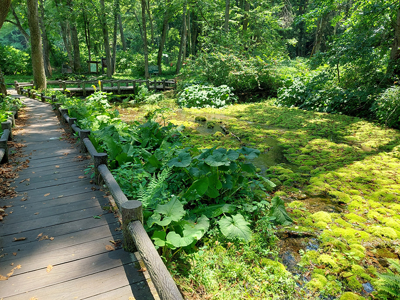 水芭蕉の大きな葉