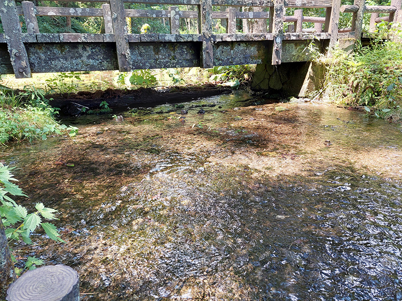 以前は梅花藻の群落地だった水面
