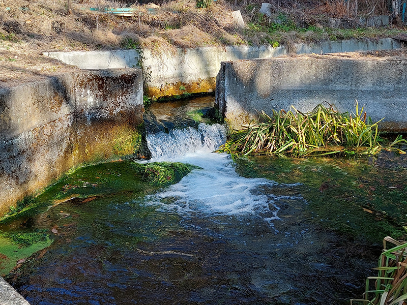 用水として流れるあふれた湧水