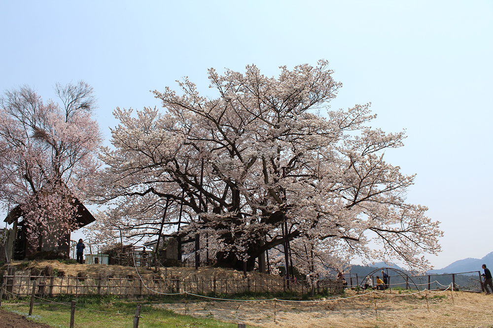 素桜神社の神代桜