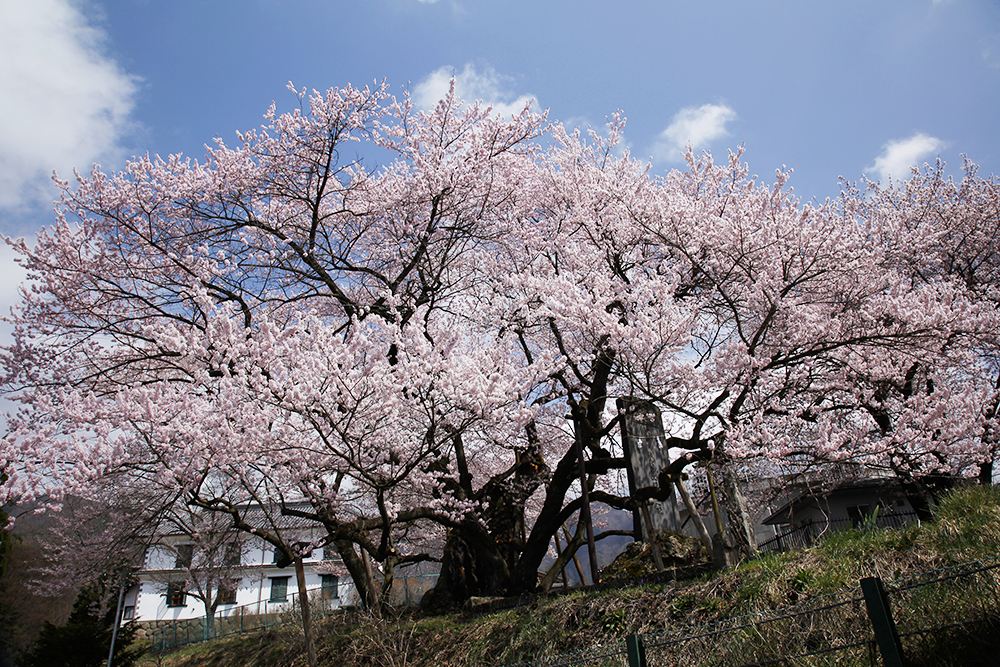 延命地蔵堂の桜