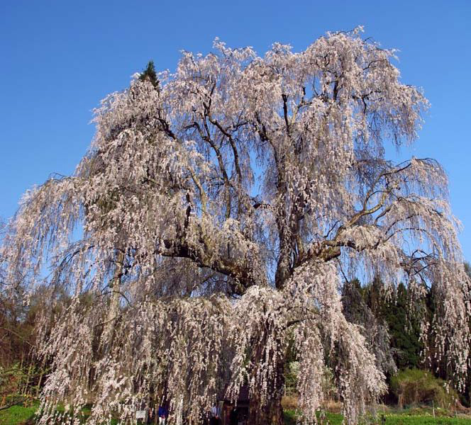 水中のしだれ桜