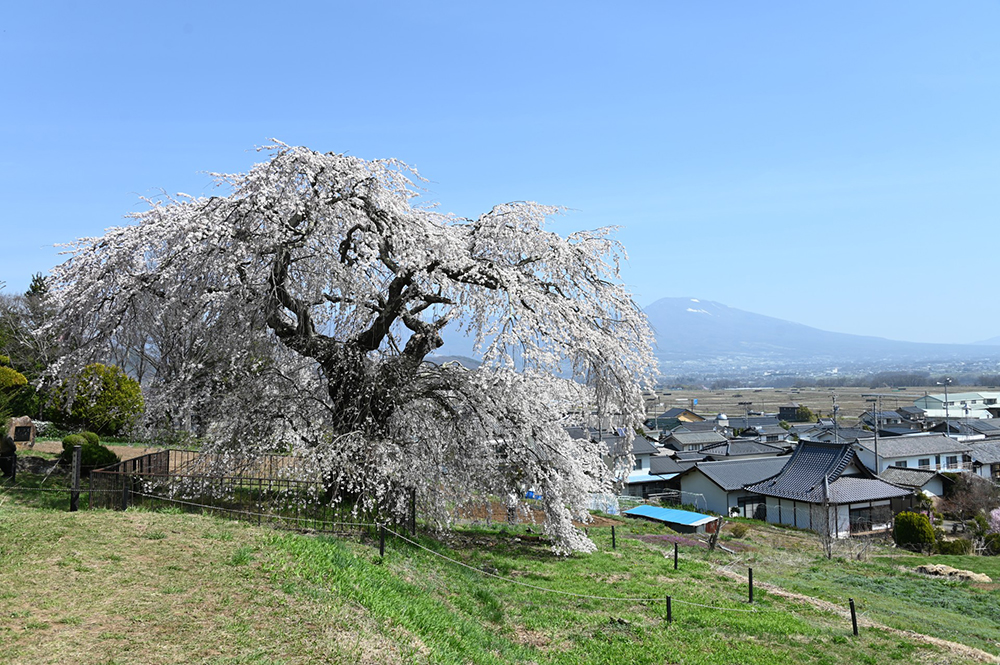 関所破りの桜