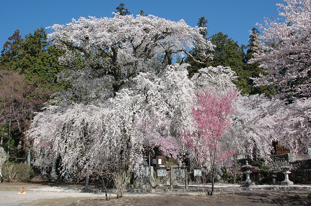 瑠璃寺の桜