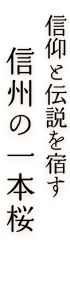 信仰と伝説を宿す「信州の一本桜」