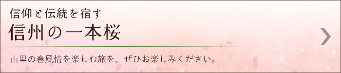 信仰と伝説を宿す「信州の一本桜」